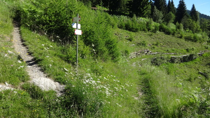 O278-ED-170617-05526