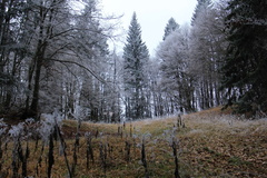 O356B-161129-td-7574