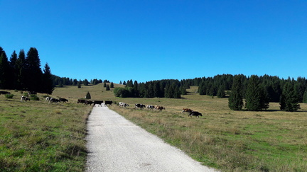 E235-09-SezLevicoT-160814-091734
