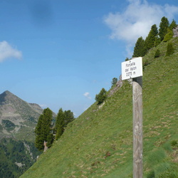 ldp
