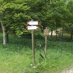 ldp