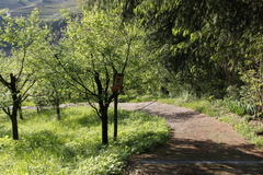 E463-Cembra-Baselga-td-10