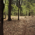 E474A-160424-sentiero-Pinara-Maregiot-01
