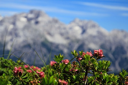 O221-rododendri-BocchettaValFredda-td