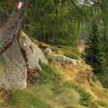 O245-121004-td-24