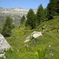O251-fioritura-alla-Sella-di-Bondolo-120701-Raffaele-Giorgetta
