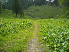 O262-dal-ldp-2-p2-160623