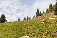 O264A-170923-CM-7221