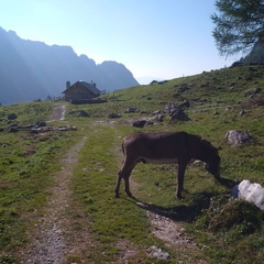 O342-7-Malga-Senaso-di-Sotto-160908-FMC