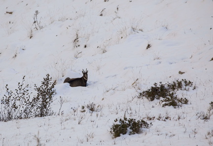 O348-Camoscio-1-161012-MP