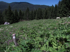 O355-08-160707-CC-Malga-Scale-2