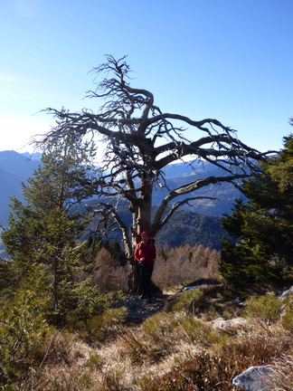 O356-monumento-arboreo-141004-DR (27 visite) O356-monumento-arboreo-141004-DR