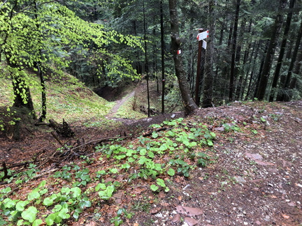 O423-ldp003-00-d02-210502-ED