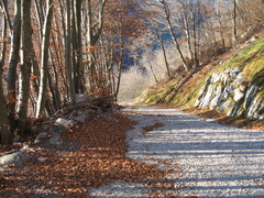 O451-100214-05-fine-strada-forestale