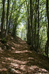 O461-008-sentiero-Cornelle-Cogorna-100522-td-4627