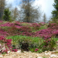 O528-Monte-Roen-0035