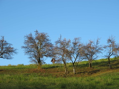 O541-111110-LB-6113