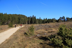O541-Dovena-Tret-2013-td-10