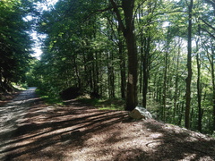 O621-ldp012-02-p03-170713-MCF