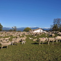 O621-151020-0017-Sant-Anna-Pascolo