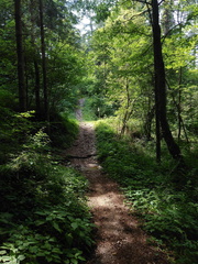 O628-02-170719-MCF-pr-ldp003-01