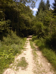 O628-05-pr-ldp006-170719-MCF