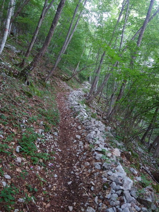 O644-unbeltrattonelbosco170802-fmc2 (56 visite) O644-unbeltrattonelbosco170802-fmc2